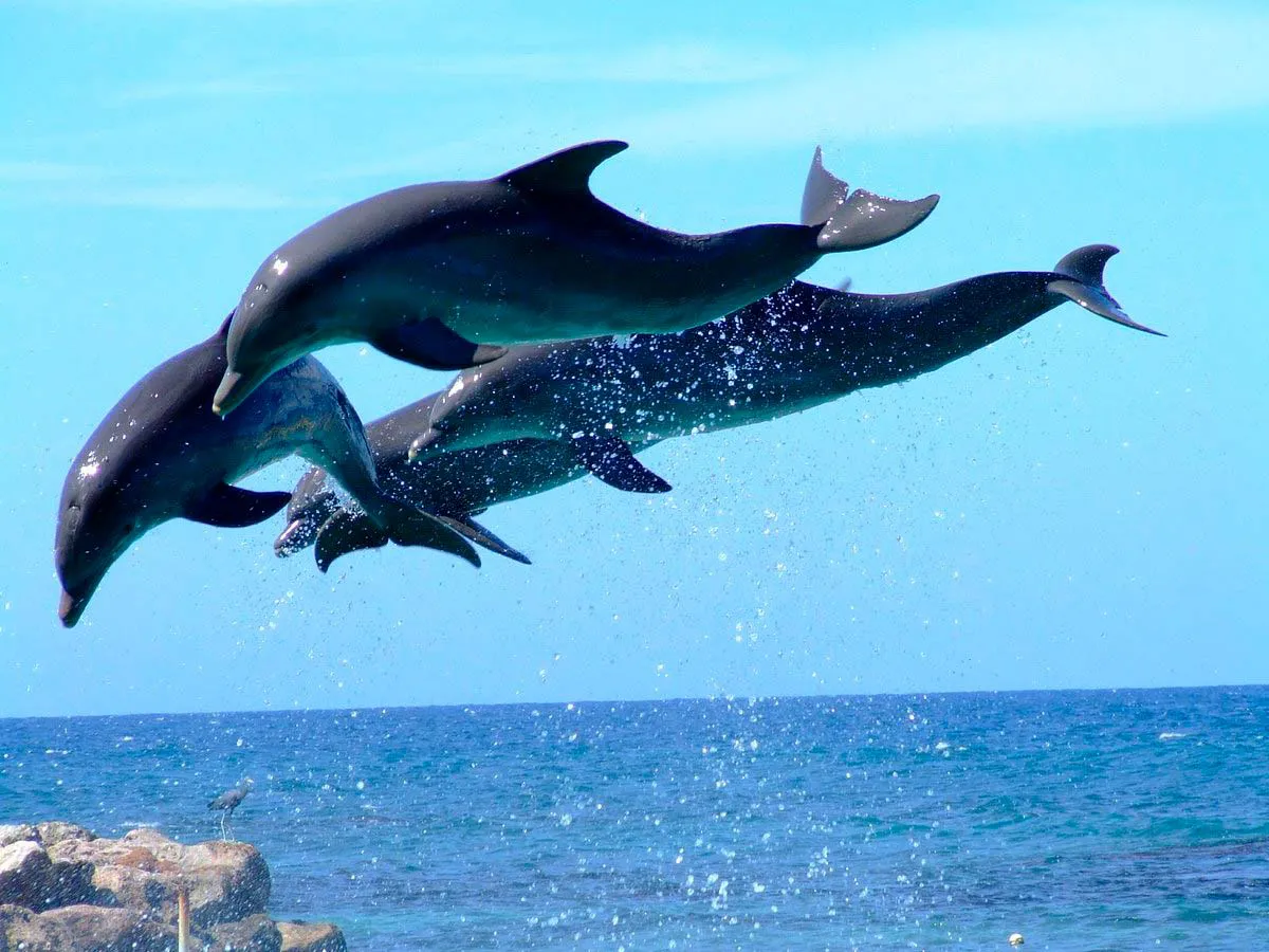 Delfines saltando en el mar