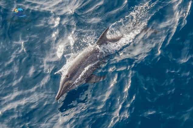 delfín de hocico estrecho lanzarote tours 