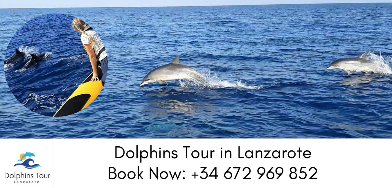 dolphin tours in lanzarote boat trip